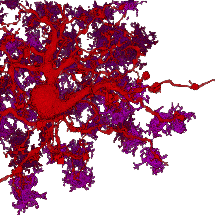 Neuronal Modeling